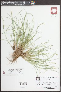 Carex texensis image