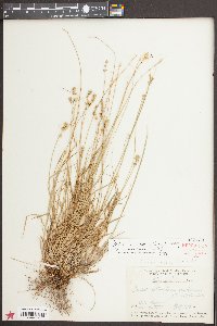 Carex texensis image