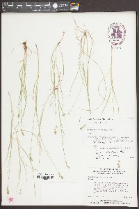 Carex texensis image