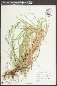 Carex tribuloides var. tribuloides image