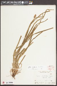 Carex typhina image