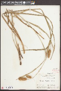 Carex typhina image