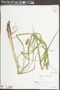 Carex typhina image