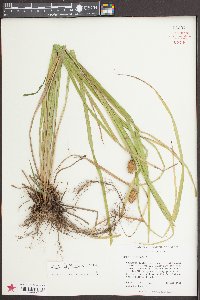 Carex typhina image