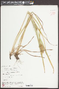 Carex typhina image