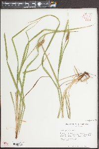 Carex typhina image