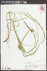 Carex typhina image