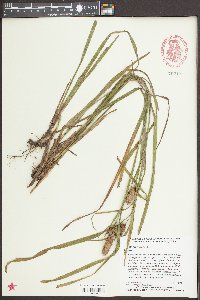Carex typhina image
