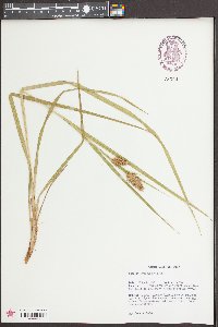 Carex typhina image