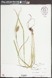 Carex typhina image