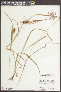 Carex typhina image