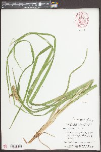 Carex typhina image