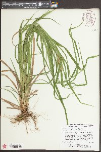 Carex typhina image