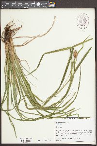 Carex typhina image