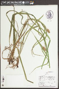Carex typhina image