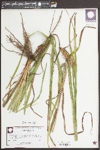 Carex typhina image