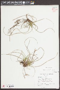 Carex umbellata image