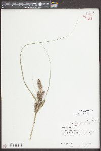 Carex verrucosa image