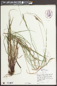 Carex virescens image