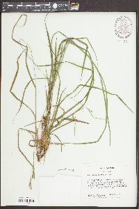 Carex virescens image