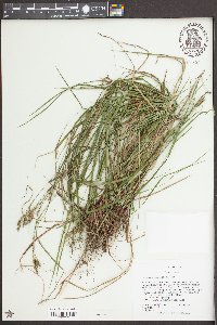 Carex virescens image