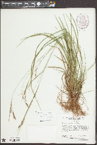 Carex virescens image