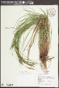 Carex virescens image
