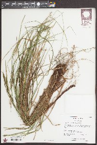 Carex virescens image