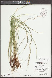 Carex virescens image