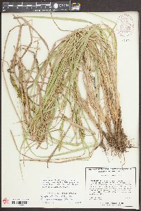 Carex seorsa image