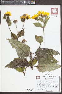 Helianthus tuberosus image