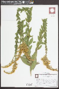 Solidago fistulosa image