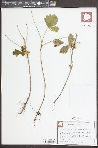 Toxicodendron pubescens image