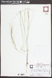 Aristida tuberculosa image