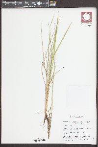 Calamagrostis stricta image