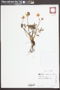 Hepatica nobilis image