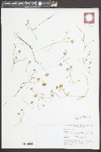 Ranunculus hyperboreus image