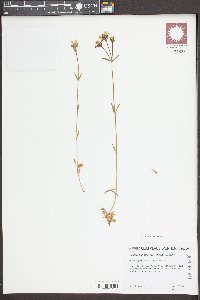 Centaurium littorale image