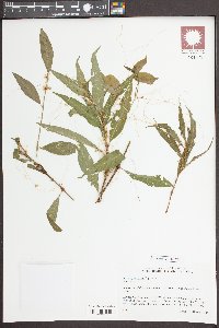 Cuscuta pentagona image