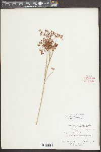 Scirpus divaricatus image