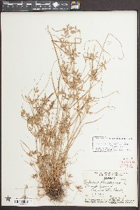 Cyperus bipartitus image
