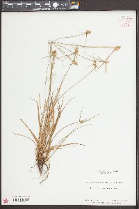 Kyllinga brevifolia image
