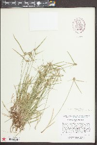 Kyllinga brevifolia image