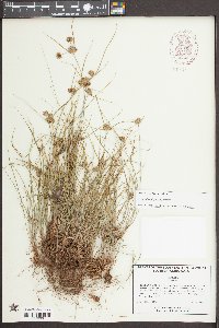 Cyperus lupulinus image