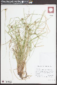 Cyperus metzii image