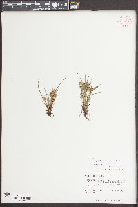 Cyperus squarrosus image