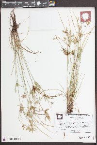 Cyperus compressus image