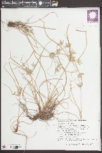 Cyperus compressus image