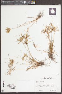 Cyperus compressus image