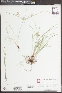 Cyperus compressus image